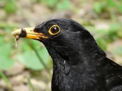 Meine "Hausamsel"