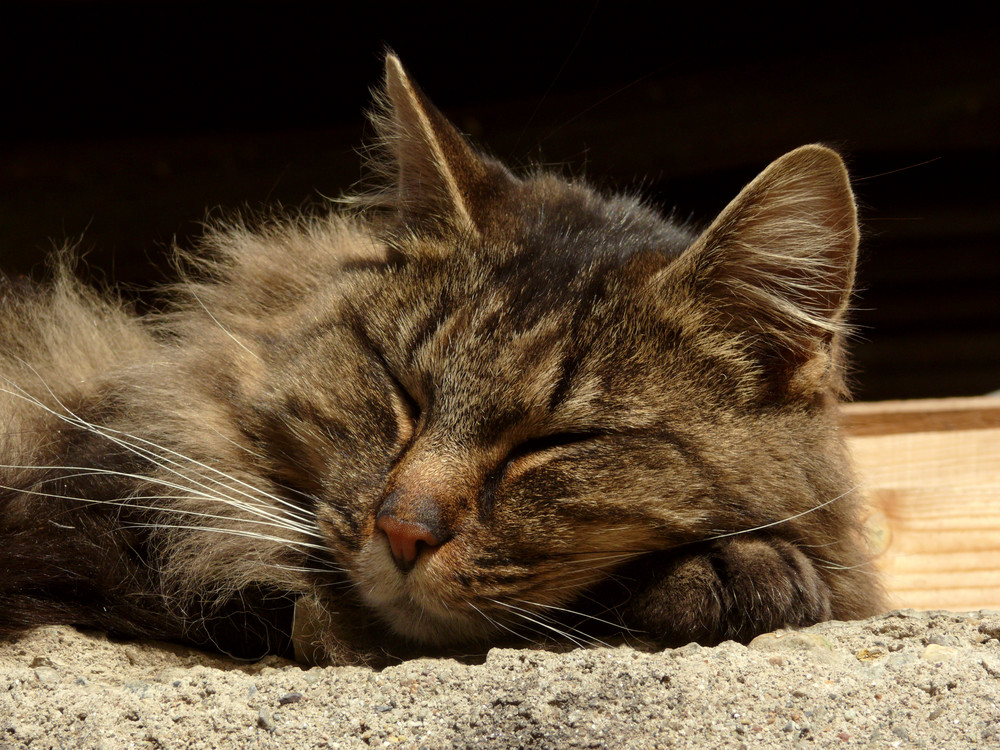 meine hauskatze