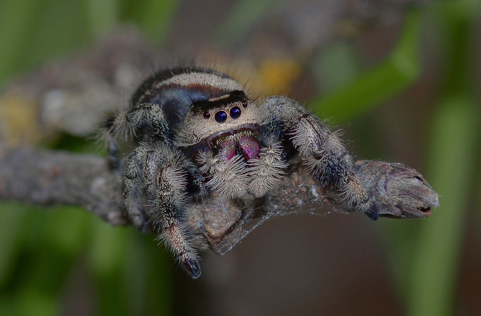 Meine Hausspinne