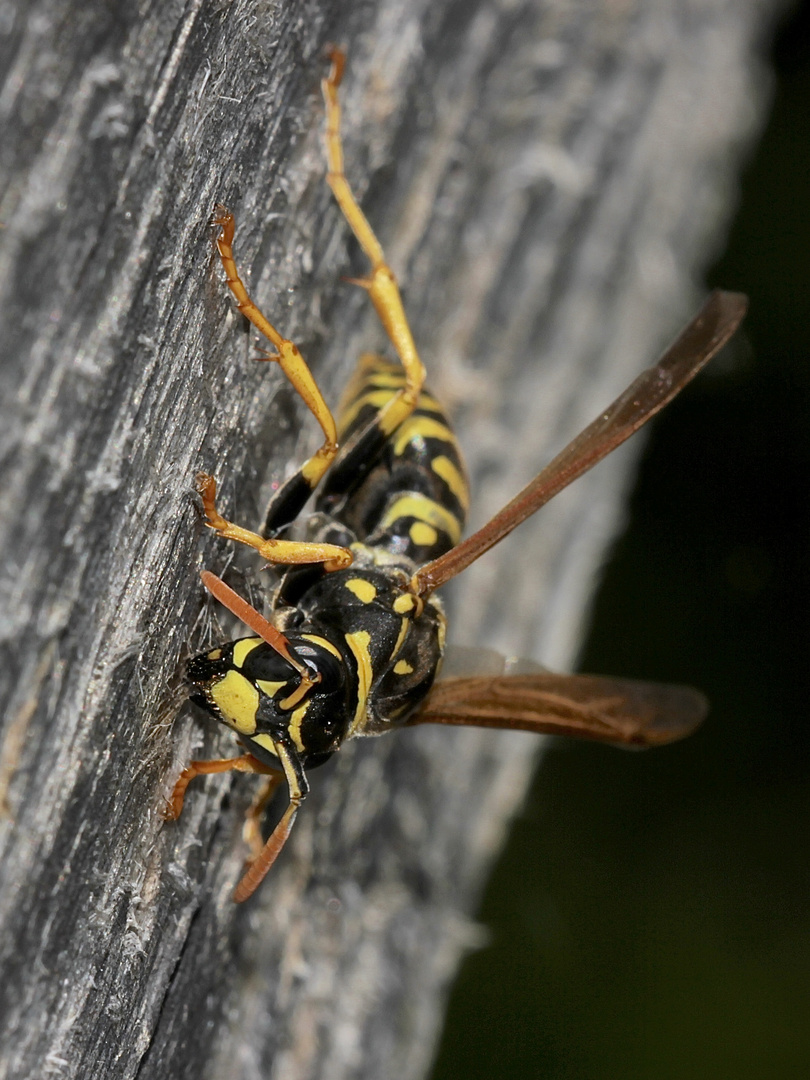 Meine Haustierchen, die Feldwespen (Polistes dominulus) ...