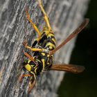 Meine Haustierchen, die Feldwespen (Polistes dominulus) ...