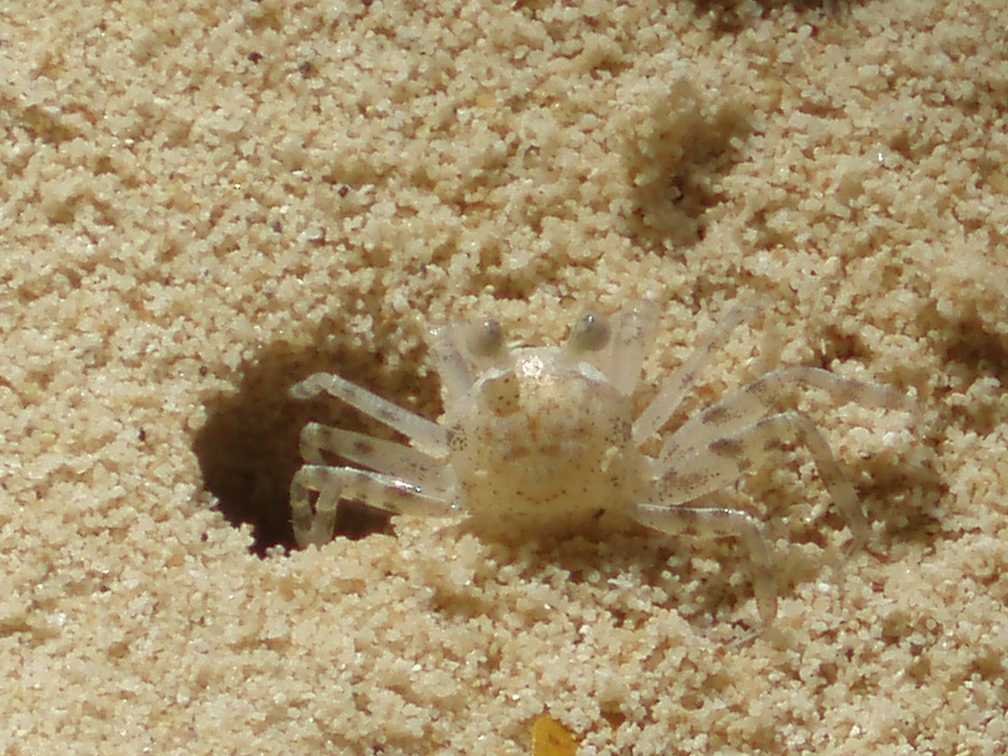 Meine Haustiere am Strand auf Phi Phi Island