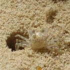 Meine Haustiere am Strand auf Phi Phi Island