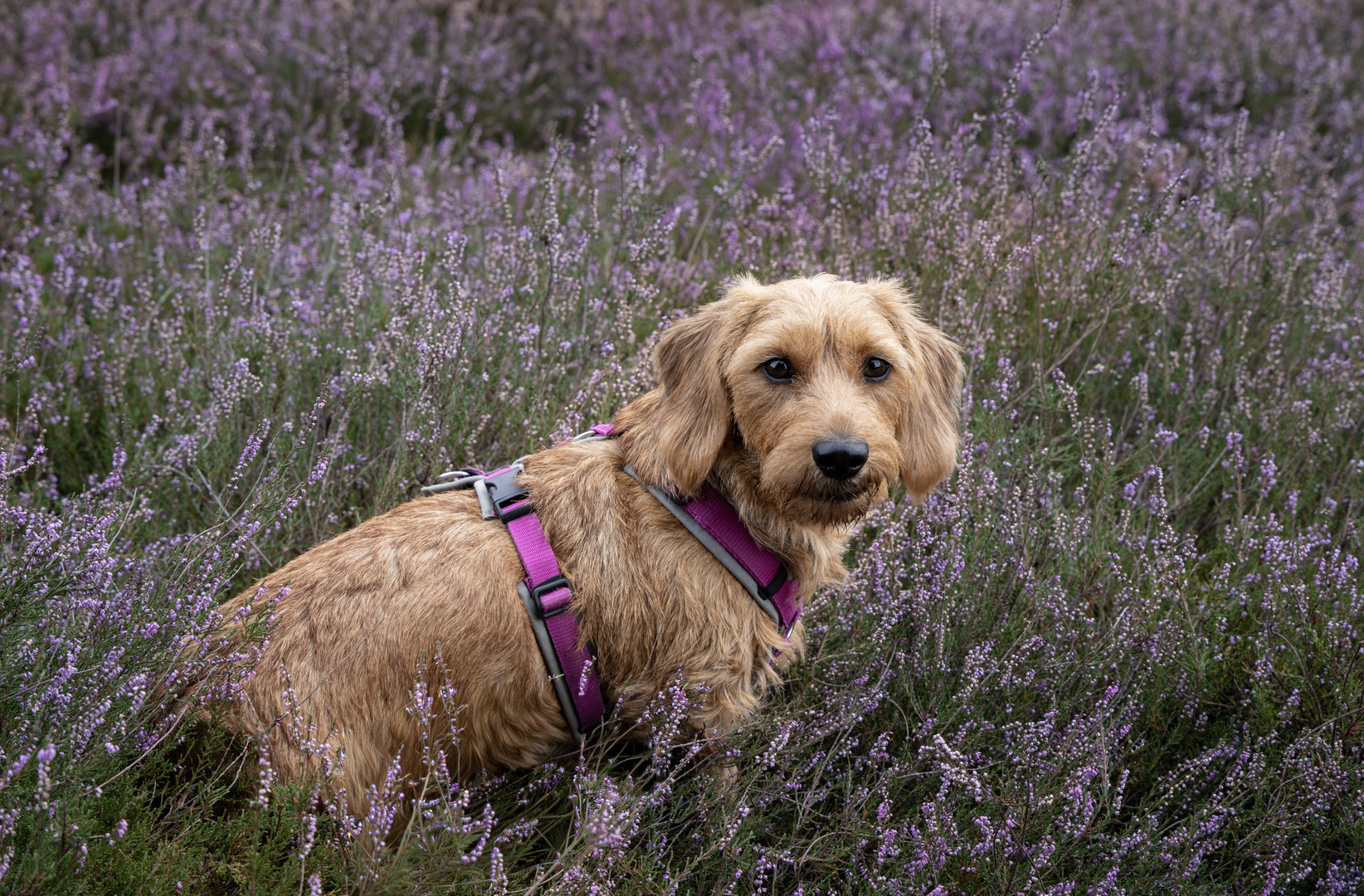 Meine "Heidekönigin" 
