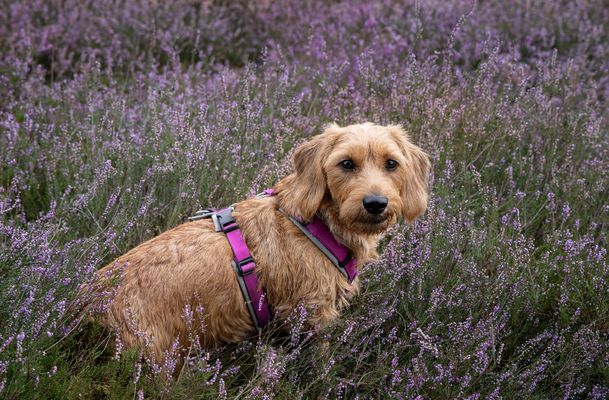 Meine "Heidekönigin"