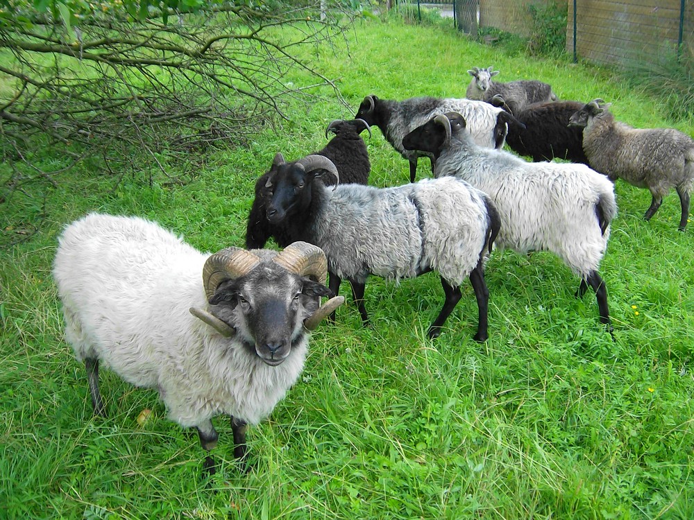 Meine Heidschnucken