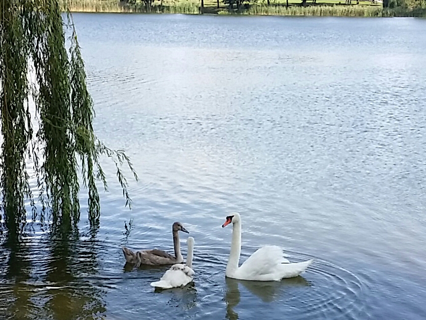 meine Heimat