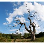 Meine Heimat - Weißer Baum