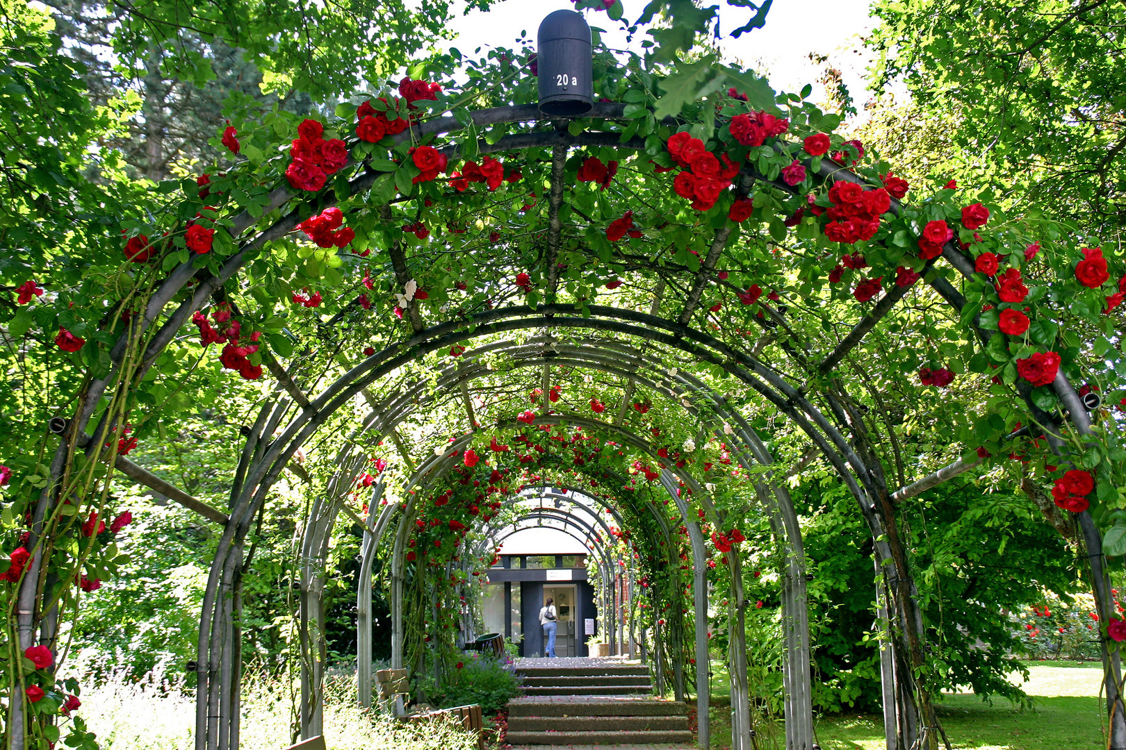 Meine Heimatstadt Salzgitter-Bad - Partie im Rosengarten.....