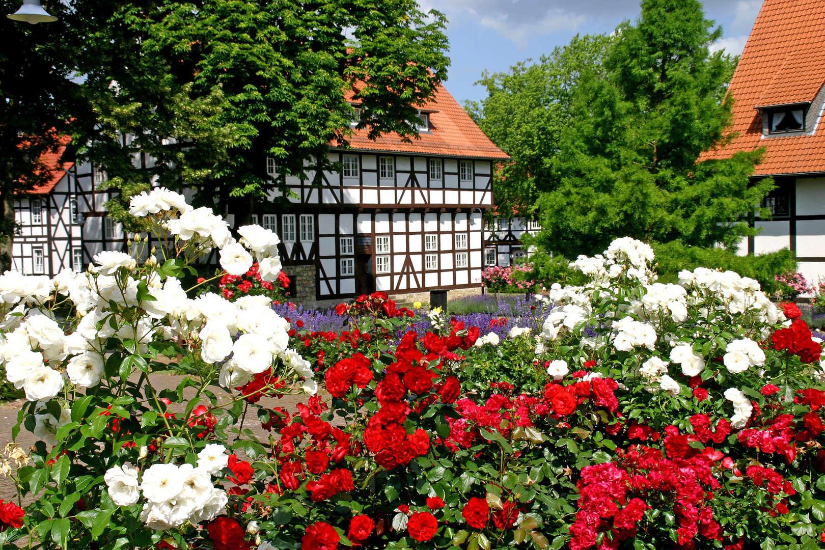 Meine Heimatstadt Salzgitter-Bad - Rosengarten.