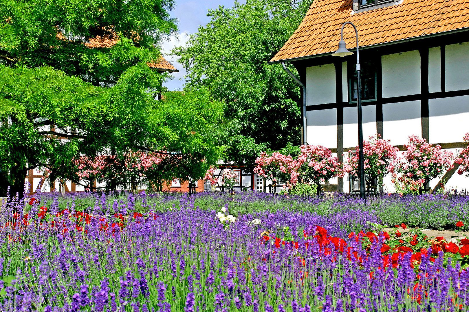 Meine Heimatstadt Salzgitter-Bad - Rosengarten.