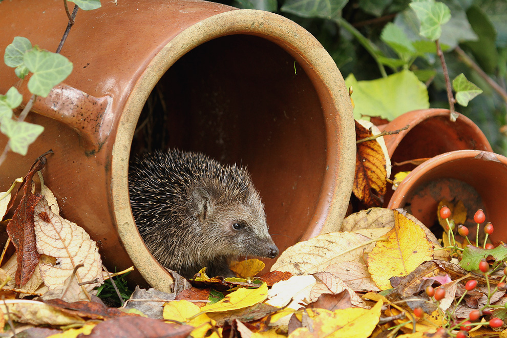 Meine Herbstdeko. :o)