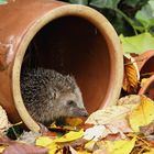 Meine Herbstdeko. :o)