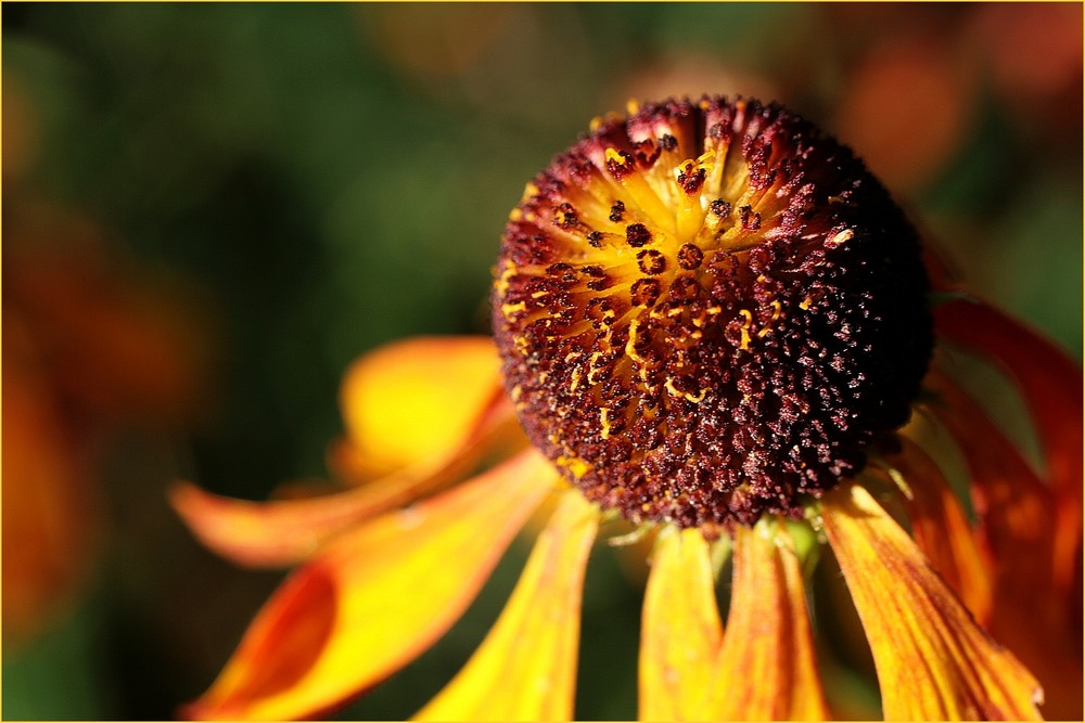 "Meine Herbstfarben"