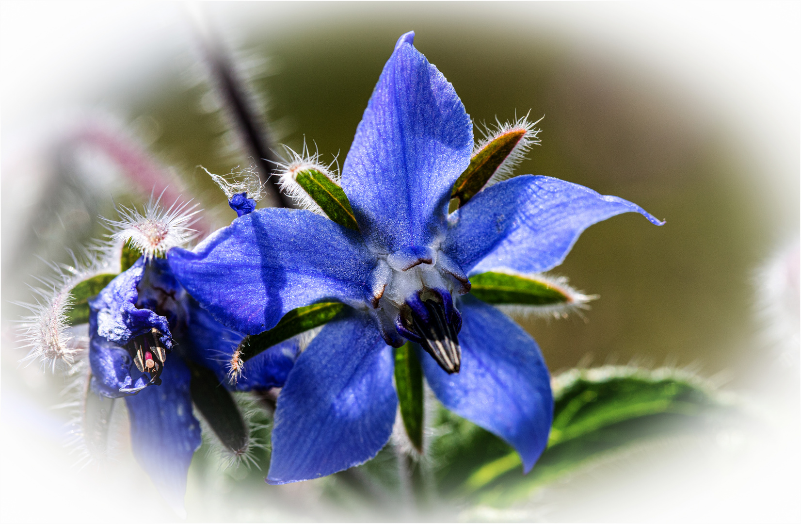 Meine heutige Mittwochsblume