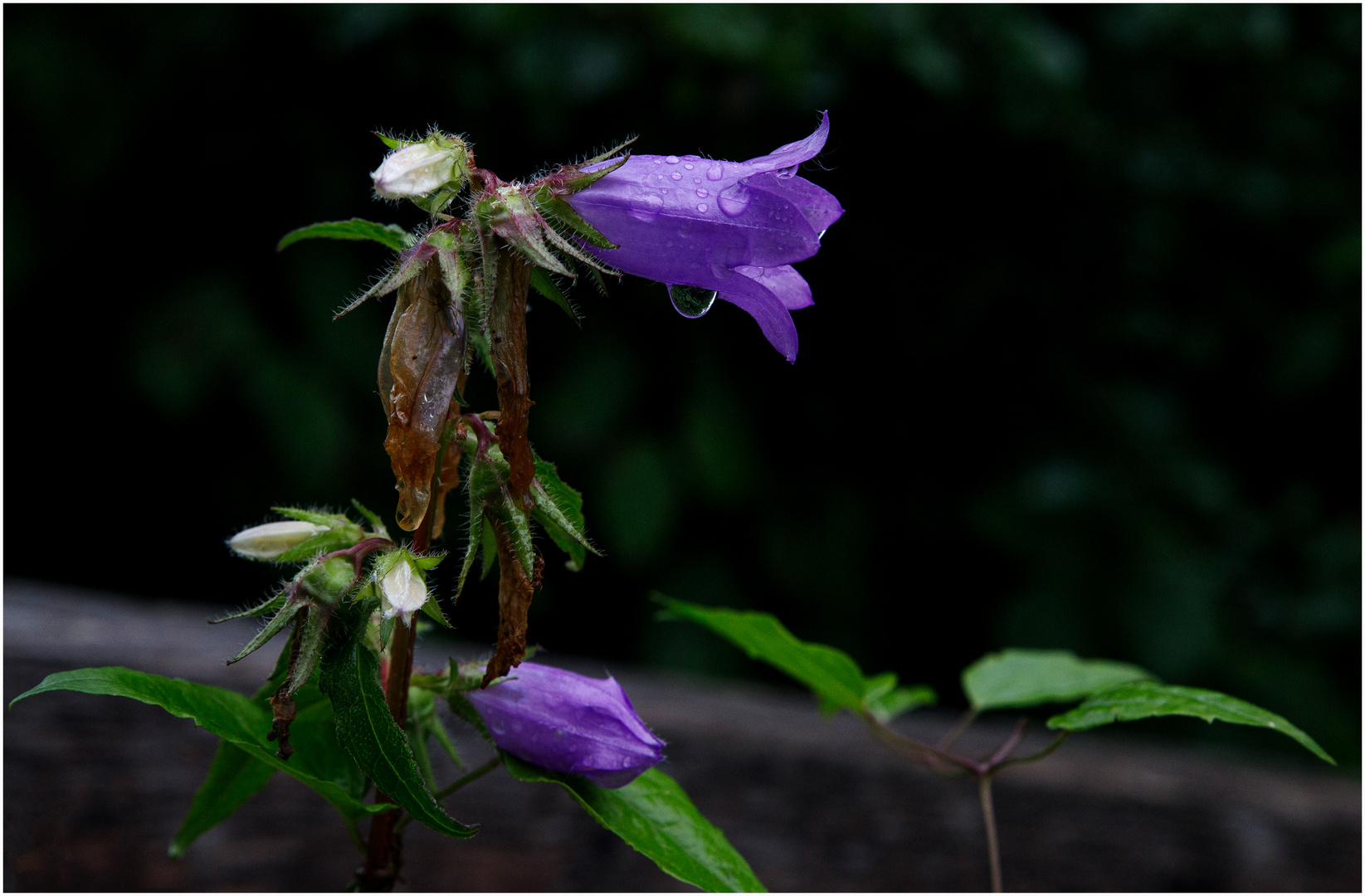 Meine heutige Mittwochsblume