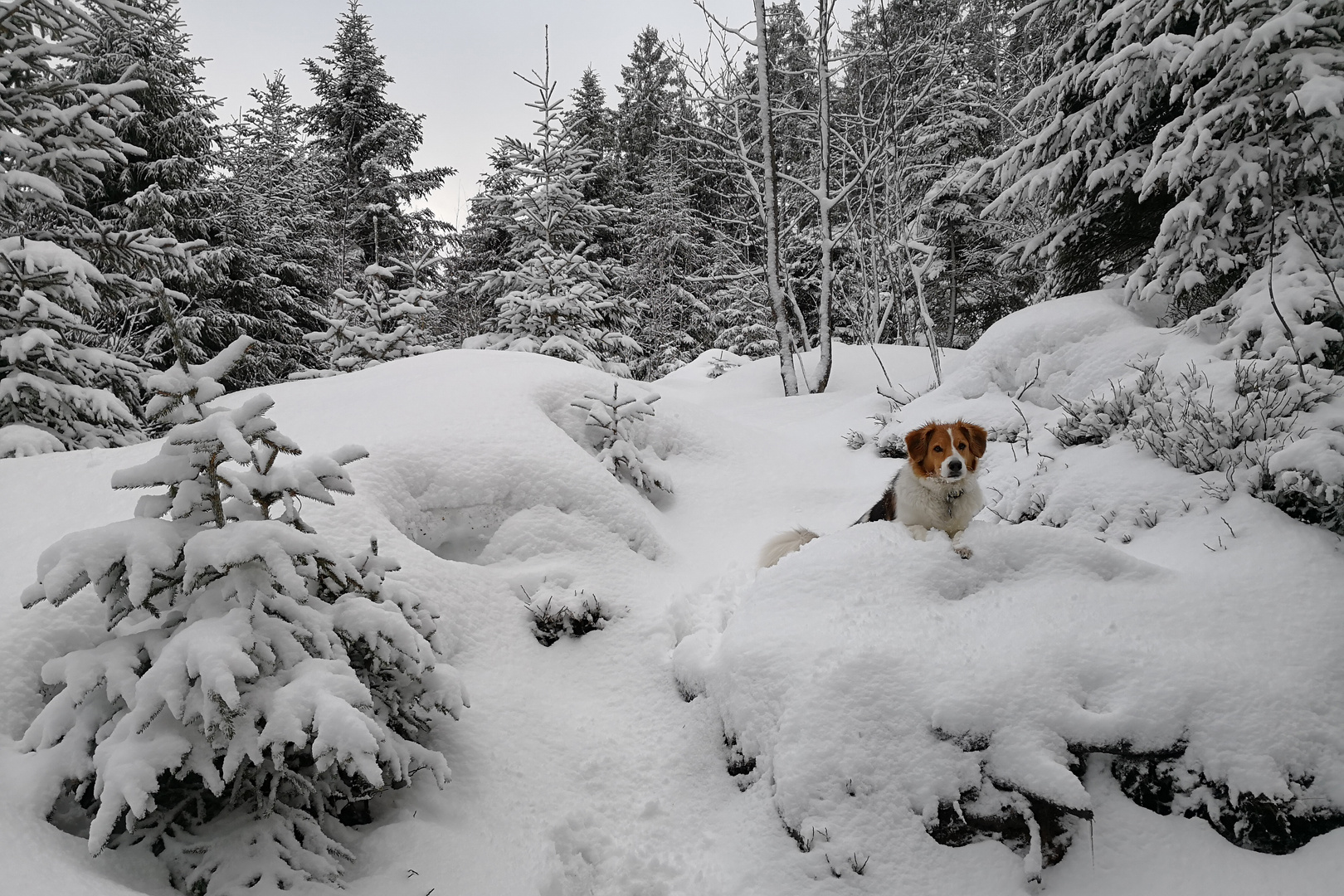 Meine heutige Wanderung mit Lenny /1