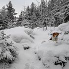 Meine heutige Wanderung mit Lenny /1