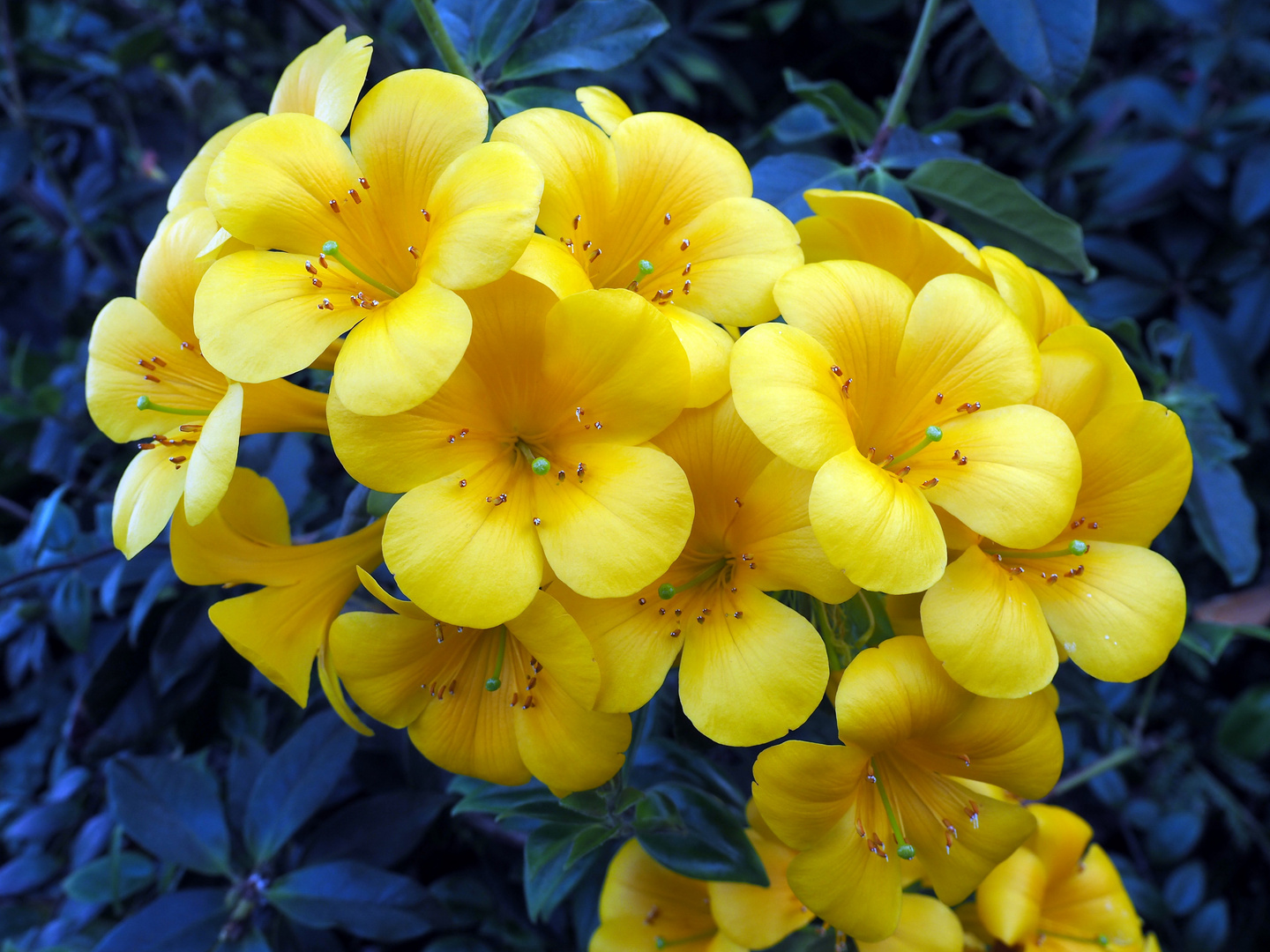 Meine heutigen Mittwochsblümchen: so perfekt blühen sie nur im Flower Dome Singapur