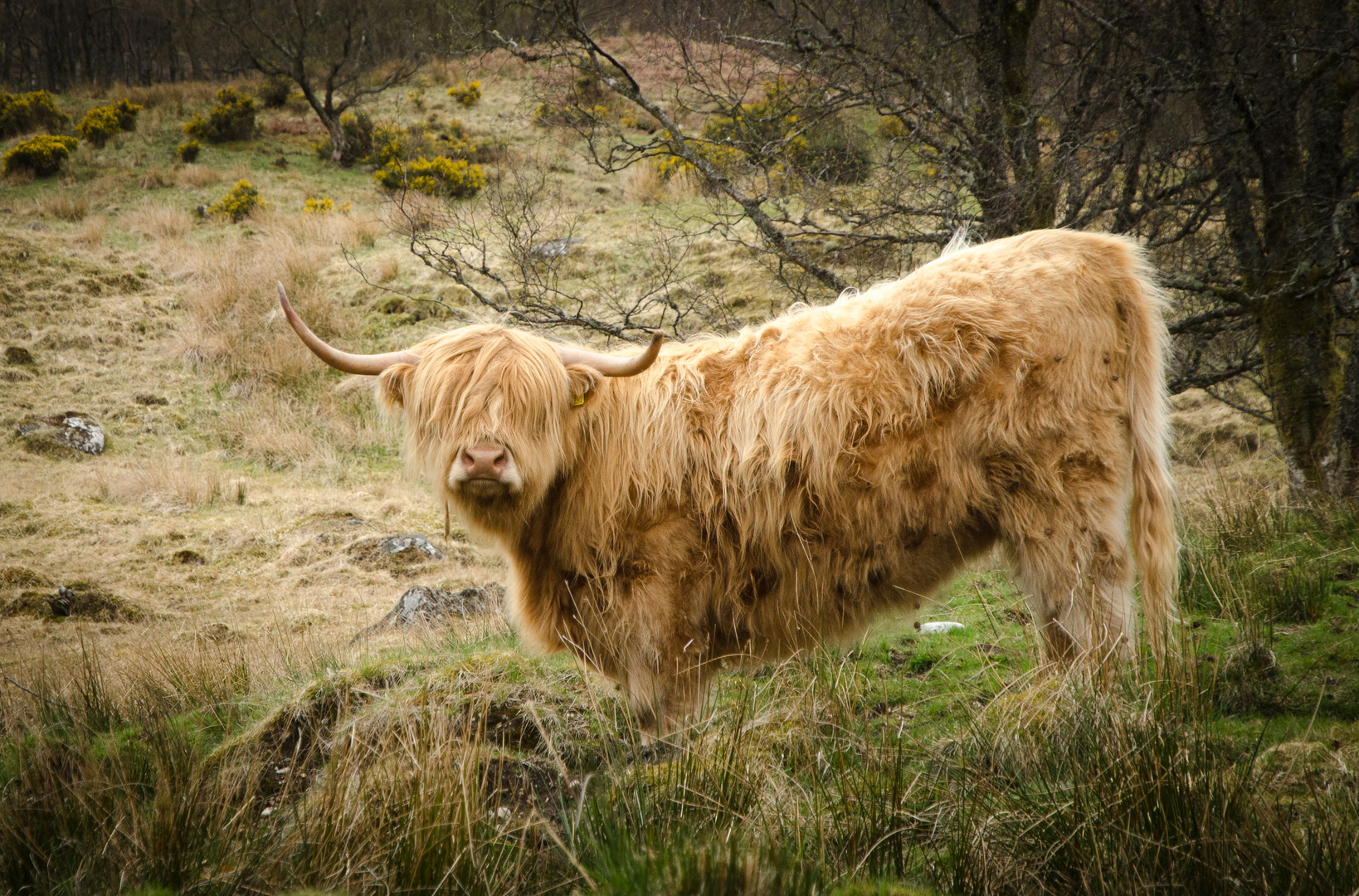 meine Highland Cattle Reihe I