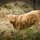 meine Highland Cattle Reihe I