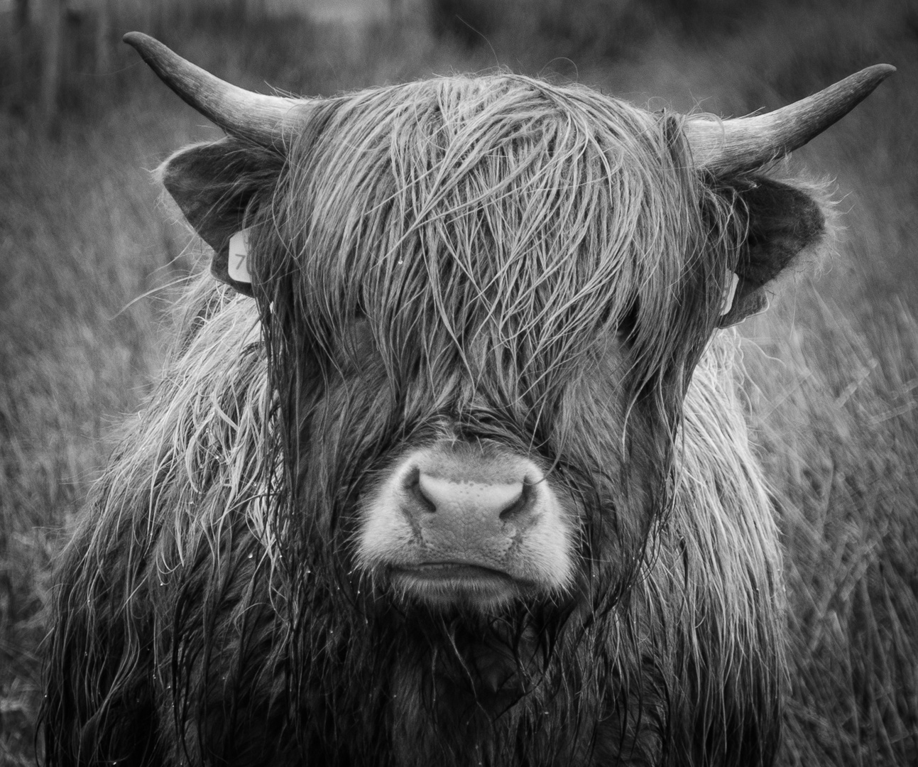 meine Highland Cattle Reihe II