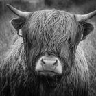 meine Highland Cattle Reihe II