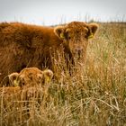 meine Highland Cattle Reihe III