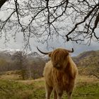 meine Highland Cattle Reihe IV