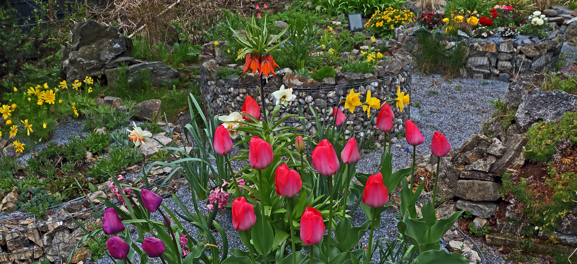 Meine Hochbeete strahlen um die Wette am Morgen vor dem Regen am 24.04. 2022