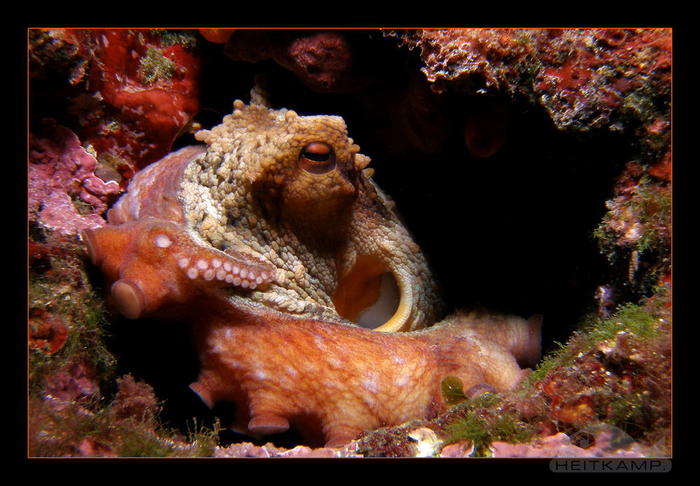 Meine Höhle!