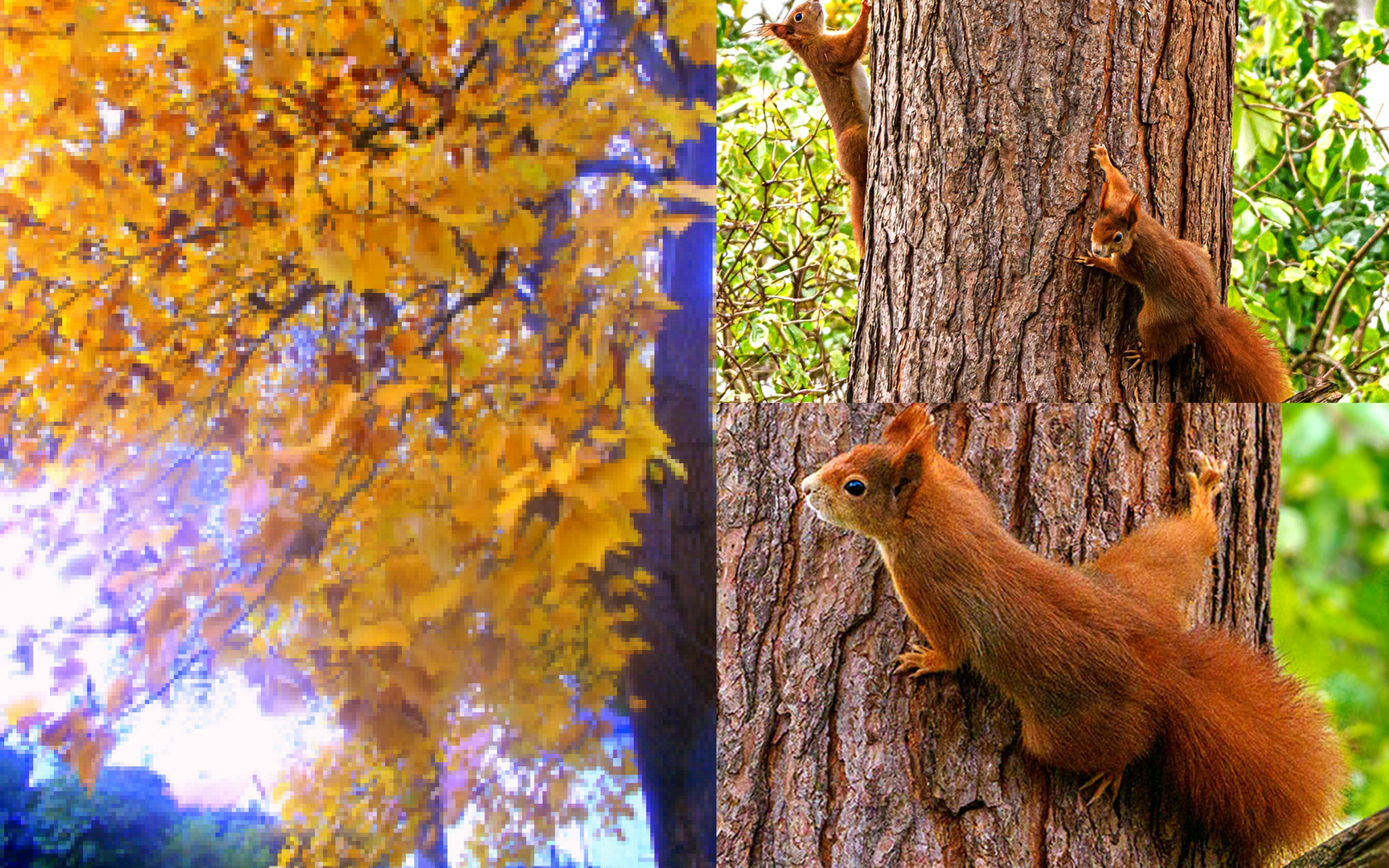 Meine Hörnchen.....