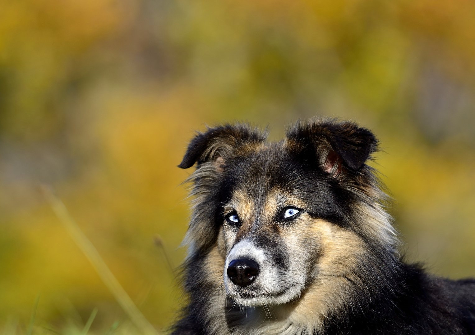 Meine Hubsche Foto Bild Tiere Haustiere Hunde Bilder Auf Fotocommunity