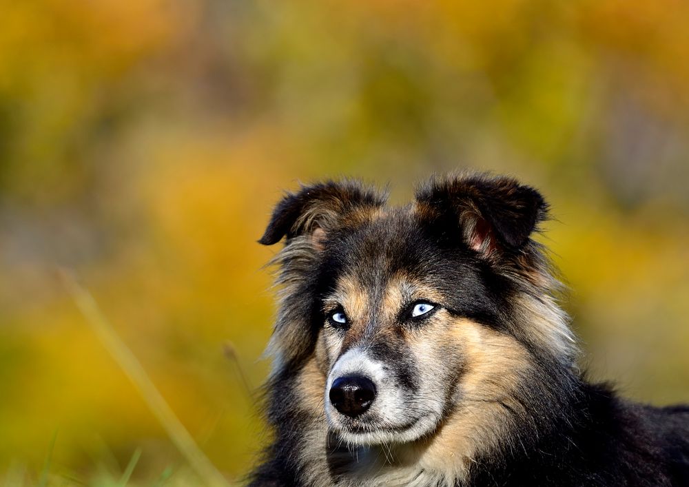 Meine Hübsche .. Foto & Bild | tiere, haustiere, hunde Bilder auf