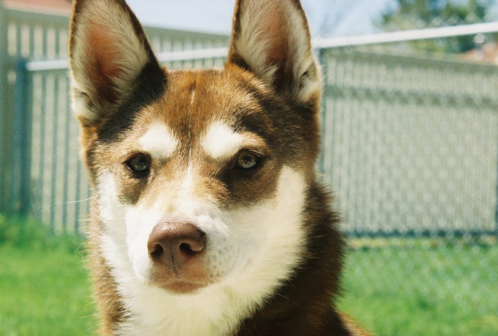 Meine huebsche Husky Dame