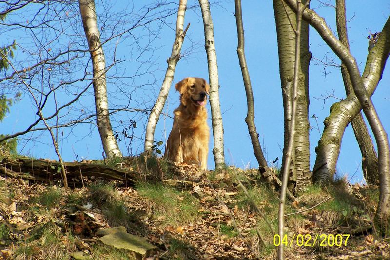 Meine Hündin in der Natur