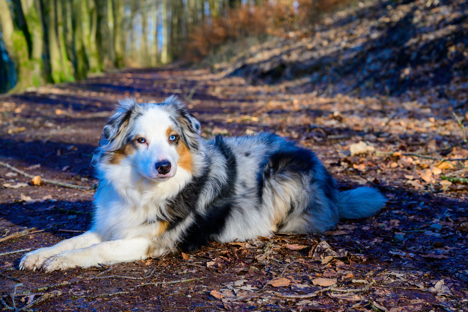 Meine Hündin Kira beim Waldspaziergang #2