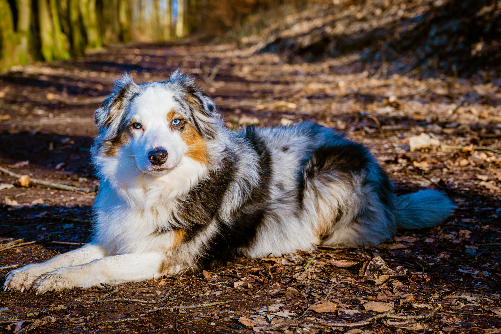 Meine Hündin Kira beim Waldspaziergang