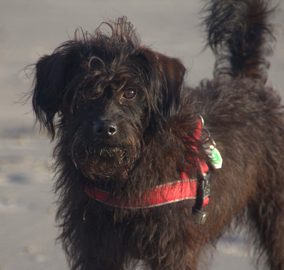 Meine Hunde am Strand