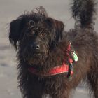 Meine Hunde am Strand