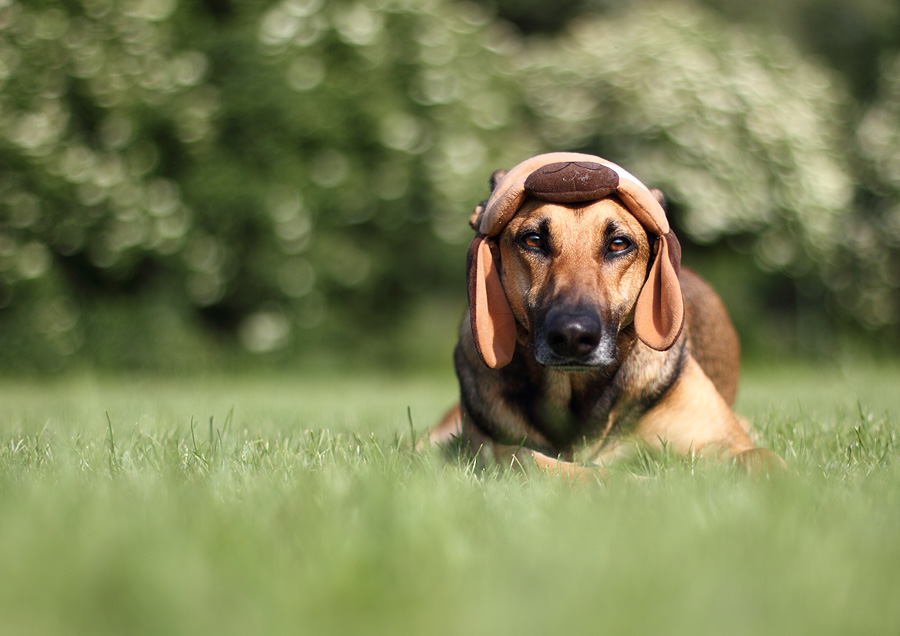 Meine Hunde müssen leiden