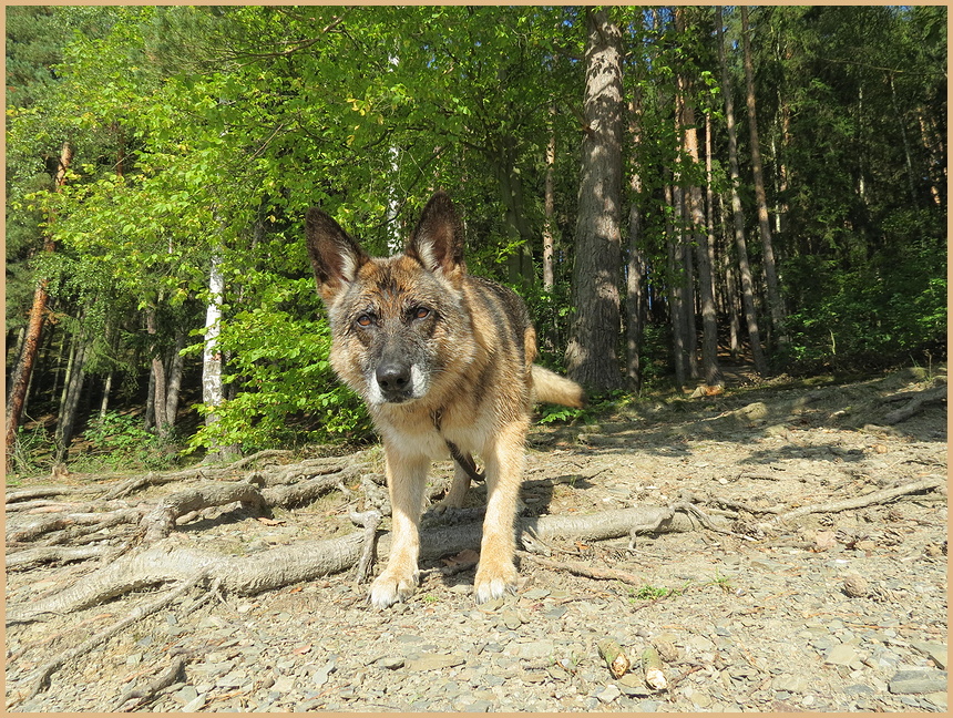 meine Hundedame LUCY