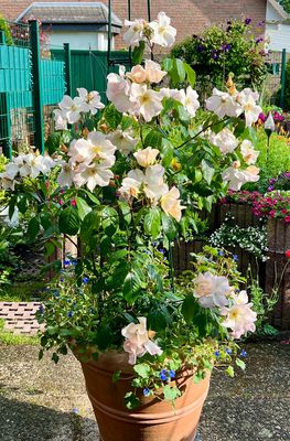 meine im August 2024 neu gekaufte und jetzt schön blühende Rose