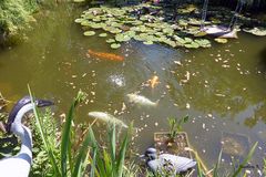 Meine immer hungrigen Fische