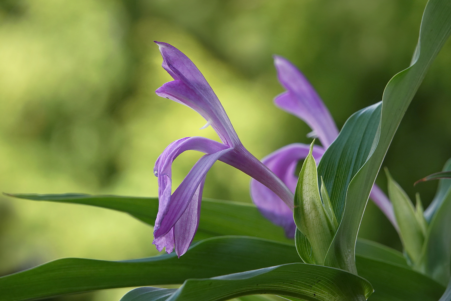 Meine Ingwer-Orchideen