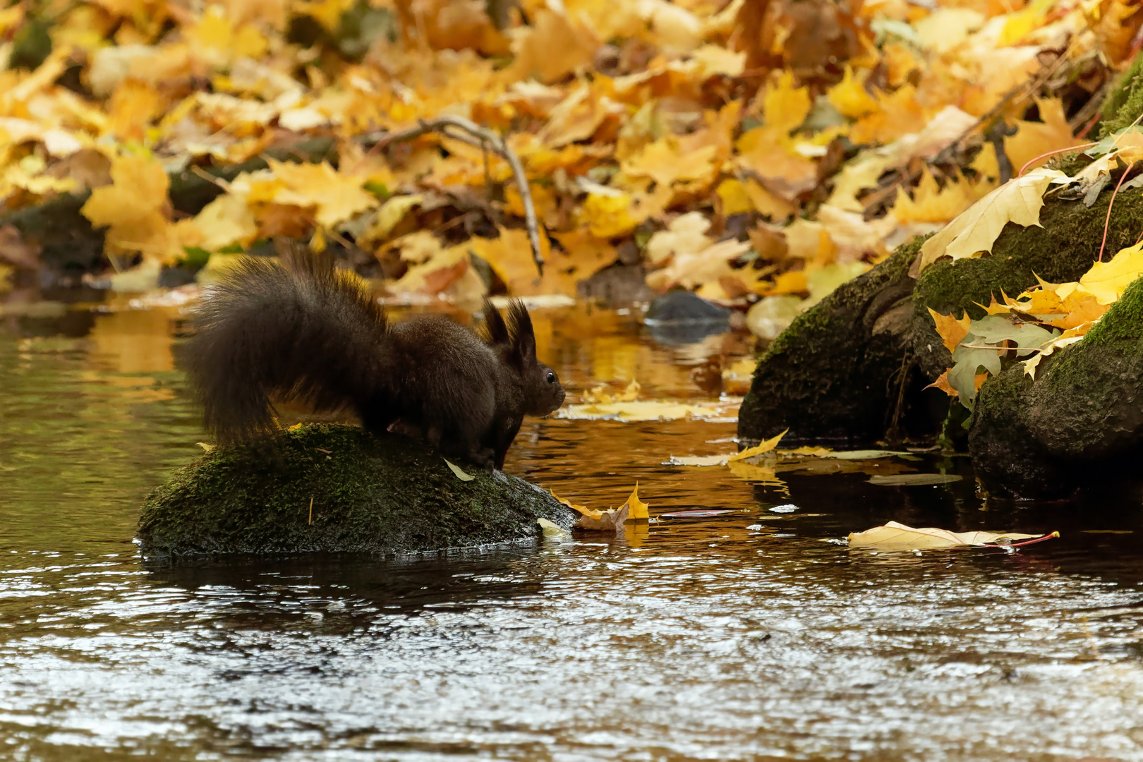 Meine Insel... Eichhörnchen am Bach