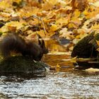 Meine Insel... Eichhörnchen am Bach