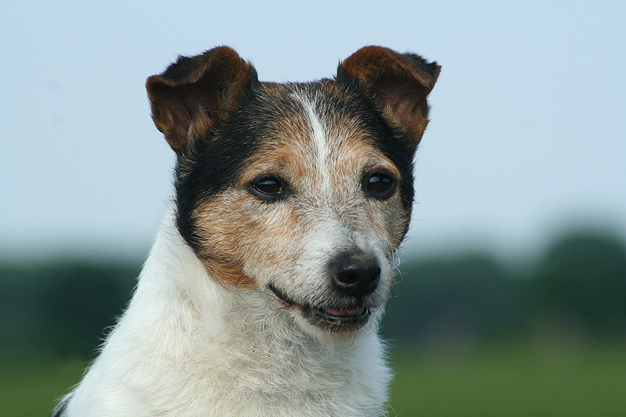 Meine Jack Russell Hündin Joy