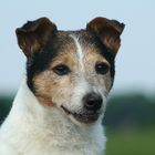 Meine Jack Russell Hündin Joy