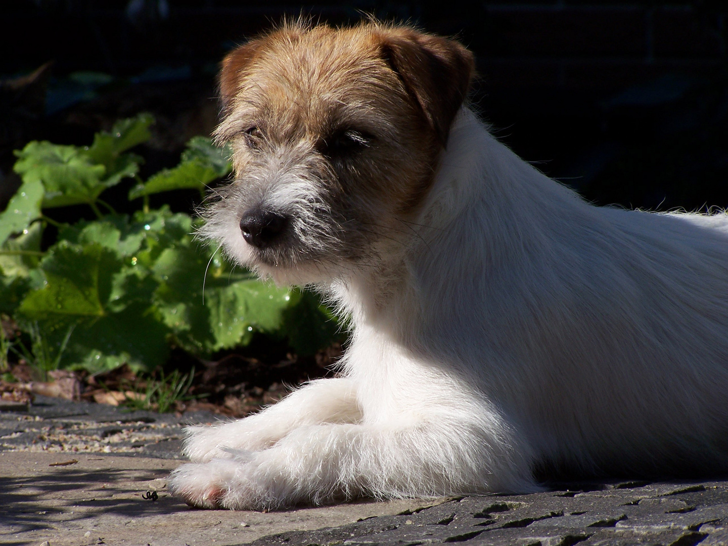 Meine Jack Russell Terrier Hündin Mila im Garten